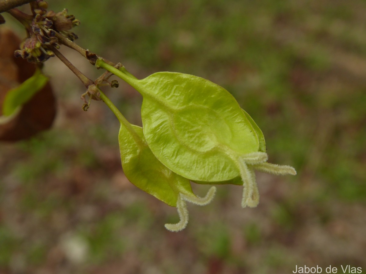 Holoptelea integrifolia (Roxb.) Planch.